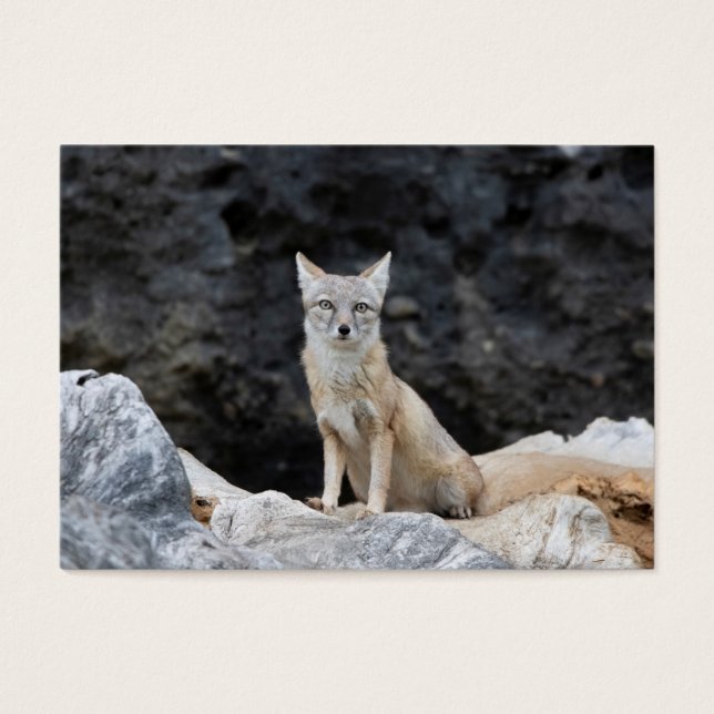 Vulpes corsac (Frente)
