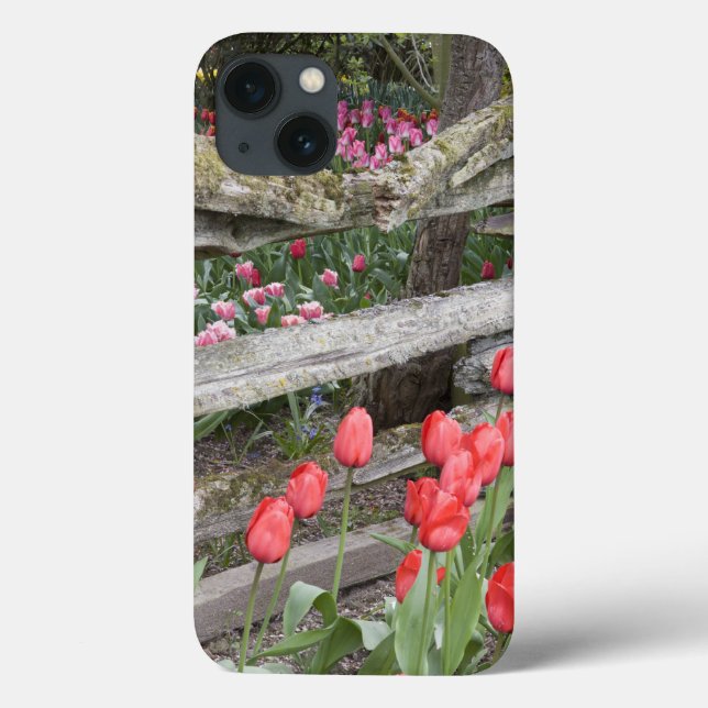 WA, Skagit Valley, Roozengaarde Tulip Garden, (Verso)