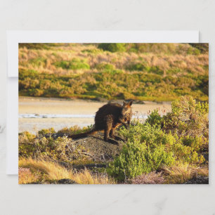 Wallaby no Riverside