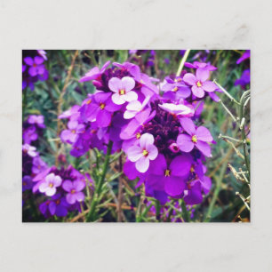 Wallflower Bowles Mauve #1 Cartão postal