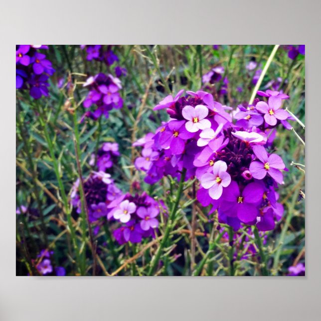 Wallflower Bowles Mauve #1 Poster (Frente)