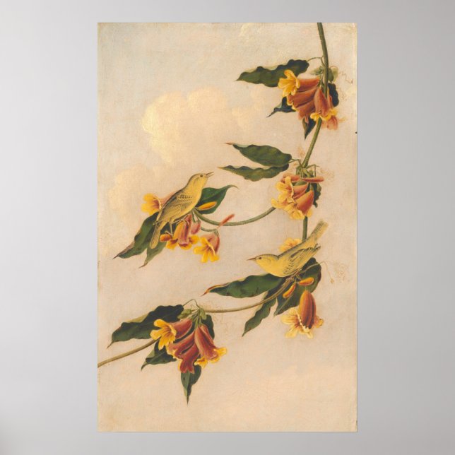 Warbler Amarelo - Joseph B. Kidd Fine Art Poster (Frente)