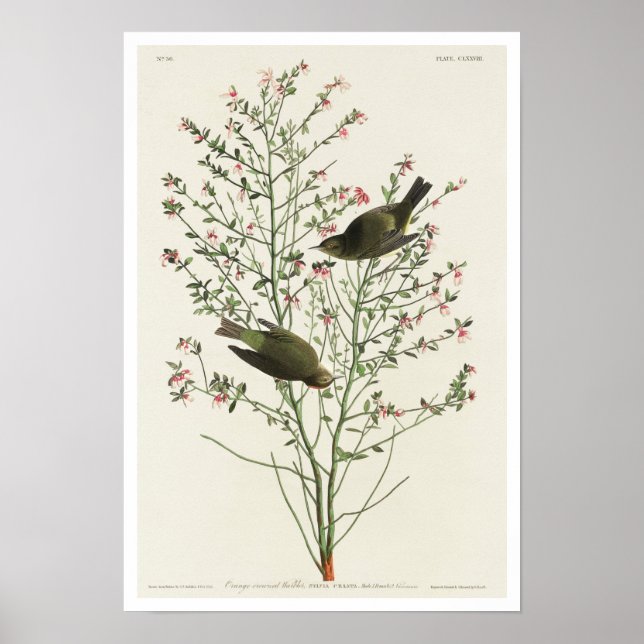 Warbler de Coroa Laranja pela Poster de Audubon (Frente)