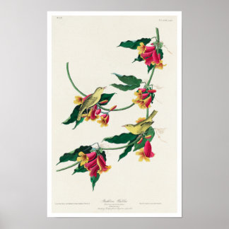 Warbler de Rathbone por Poster de Audubon