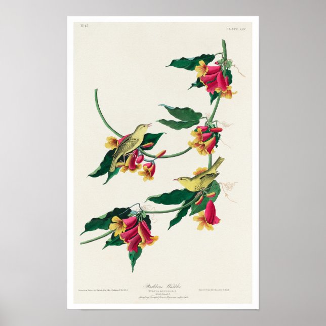 Warbler de Rathbone por Poster de Audubon (Frente)