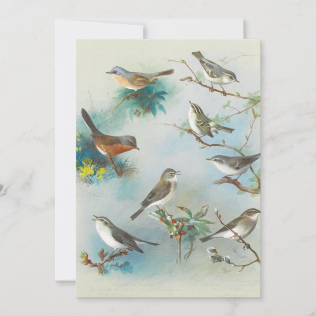 Warbler e Wrens, (Frente)