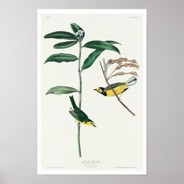 Warbler Hooded por Poster Audubon (Frente)
