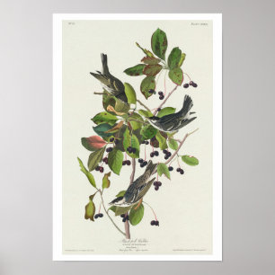 Warbler preto por Poster de Audubon