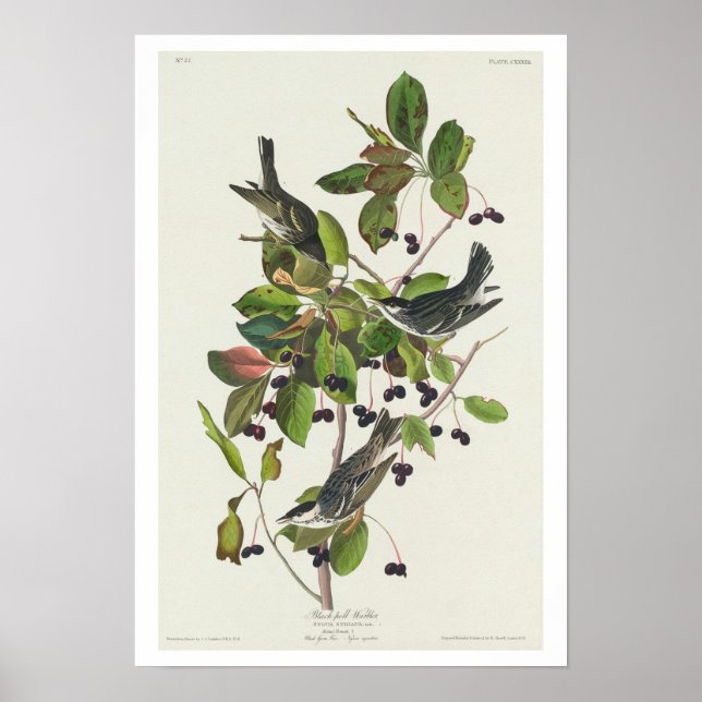 Warbler preto por Poster de Audubon (Frente)