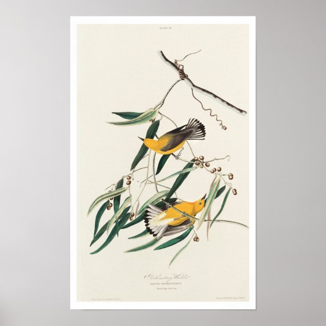 Warbler Prothonotário por Poster Audubon (Frente)