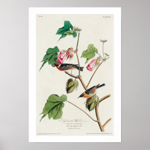 Warbler torrado pela Poster de Audubon