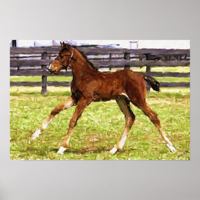 Warmblood Foal Poster (Frente)