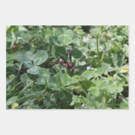 Wasp Wraps Folhas de papel