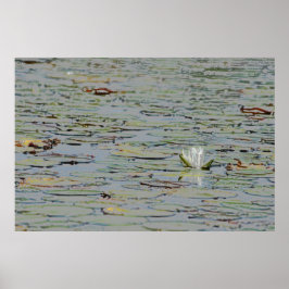 Waterlily Pond Lake Flower I Poster