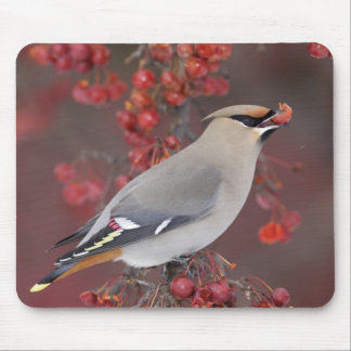 Waxwing boémio Mousepad