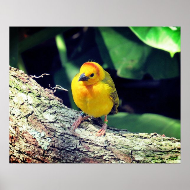 Weaver Bird Poster - R - 1948 (Frente)