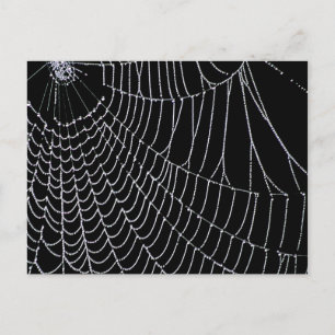 Web do aranha   Cartão postal