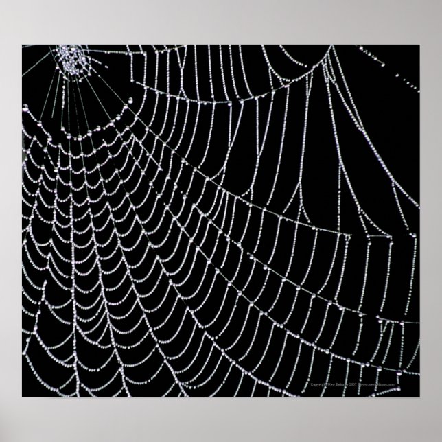 Web do aranha | IMPRESSÃO (Frente)