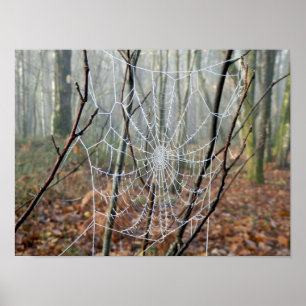 Web do poster europeu da aranha de jardim