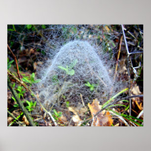 Web do poster Filmy da aranha da abóbada