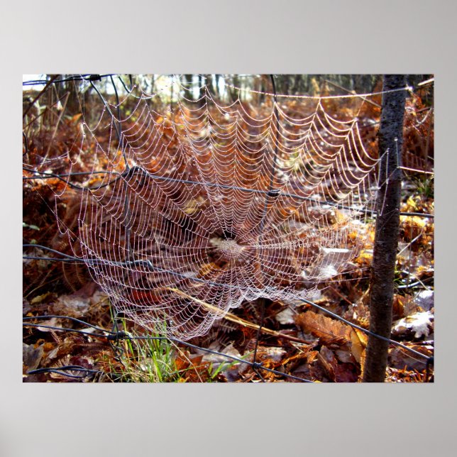 Web of European Garden Spider Poster (Frente)