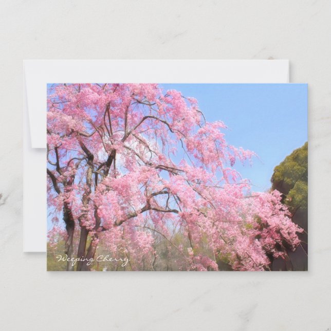 Weeping Cherry: Flat Card (Frente)