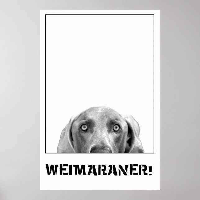 Weimaraner Em Um Poster De Caixa (Frente)