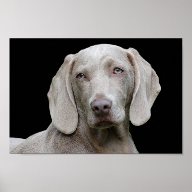 Weimaraner filhote eye poster (Frente)