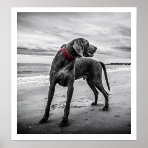Weimaraner no Beach Impressão