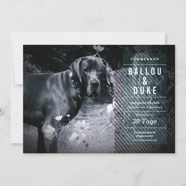 Welpen Ankündigung (Frente)