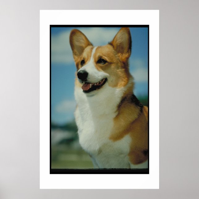 Welsh Corgi Poster (Frente)