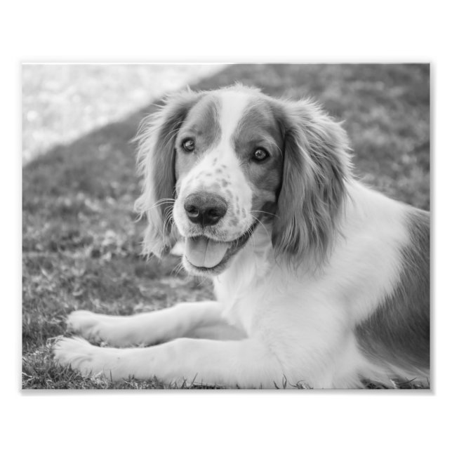 Welsh Springer Spaniel - Preto e Branco | Foto (Frente)