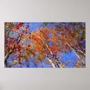 West Mt. Autumn Hot Primavera National Park Poster