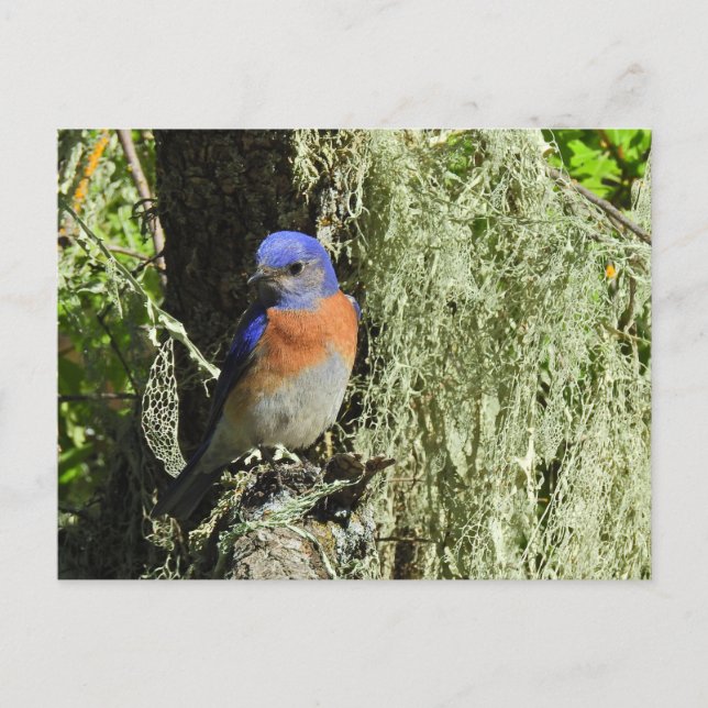 Western Bluebird, fauna selvagem, cartão postal (Frente)