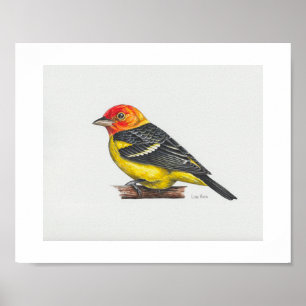 Western Tanager Art Impressão