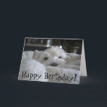 Westie bonito enfrenta o cartão da foto<br><div class="desc">Montanhas Terrier branco ocidentais adoráveis que espreita feliz para fora de sua cama da bola do sopro. Texto customizável.</div>