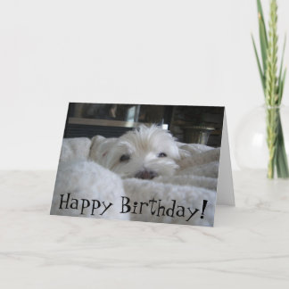 Westie bonito enfrenta o cartão da foto