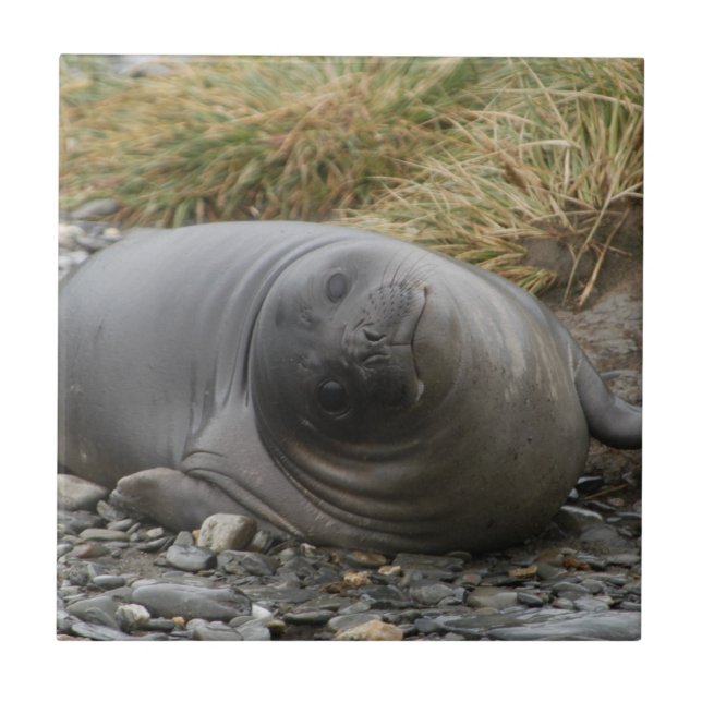 Whassup? Azulejo do selo (Frente)