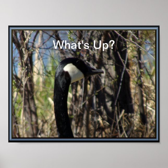 What's Up Canadian Goose Poster (Frente)