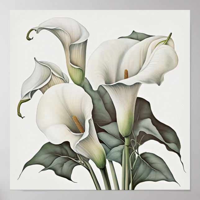 White Calla Lily Flower Art Impressão (Frente)