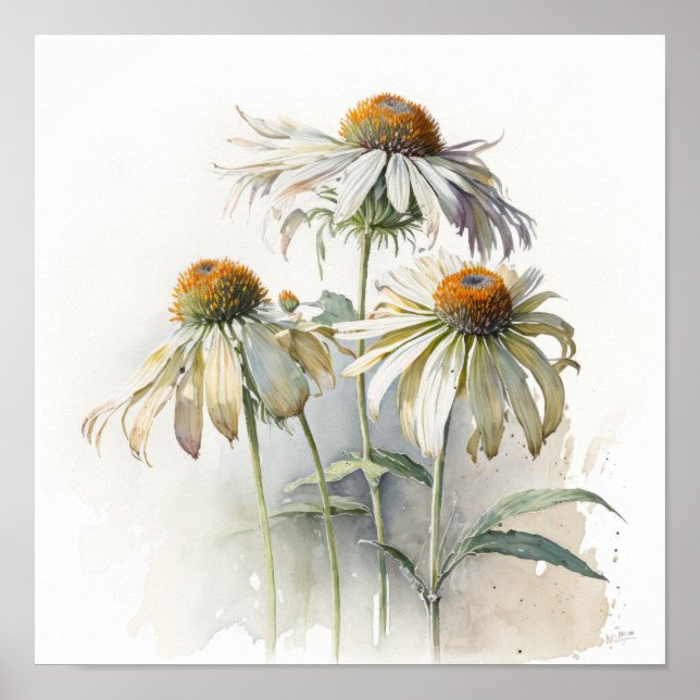 White Coneflowers Art Impressão Poster (Frente)