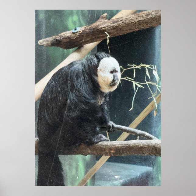 White-faced Saki Monkey Poster (Frente)