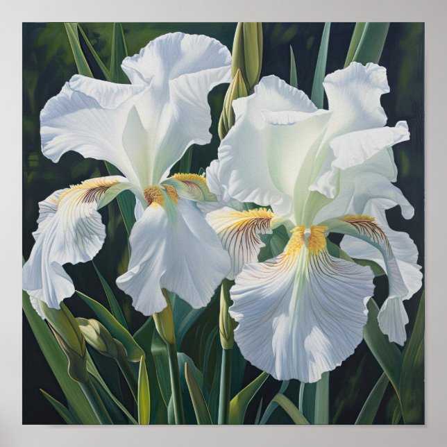 White Irisa Impressão de Arte Flor Poster (Frente)