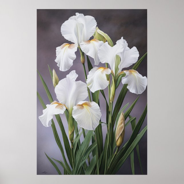 White Irisa Impressão de Arte Flor Poster (Frente)