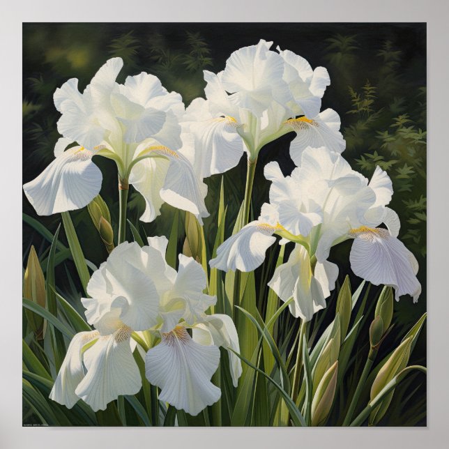 White Irisa Impressão de Arte Flor Poster (Frente)