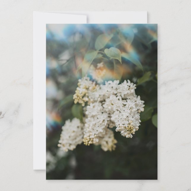 White Lilac Flowers with Rainbow Flare card (Frente)