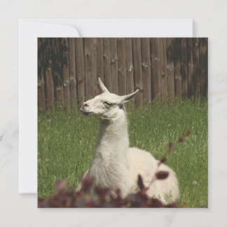 White Llama