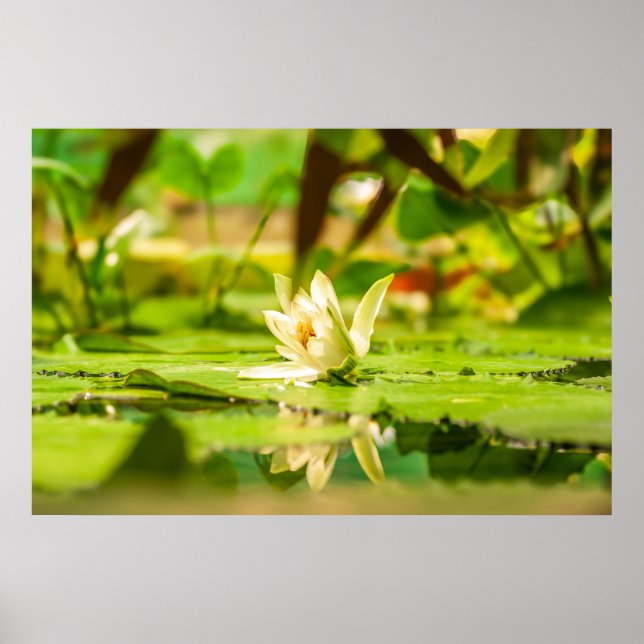 White Lotus Water Garden Poster (Frente)