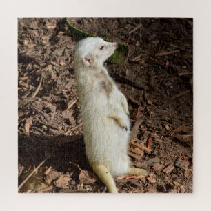 White Meerkat Standby , Quebra-cabeça do quebra-c