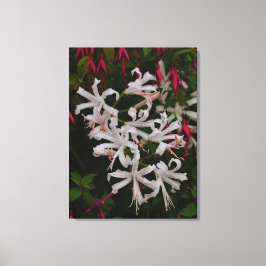 White Nerine Flowers Canvas Print